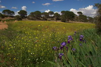 Naturaleza de Fuensanta