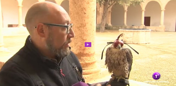 control de plaga de palomas