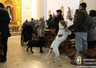 Congreso de Azorería ACCIPITRARIA