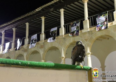 Congreso de Azorería ACCIPITRARIA