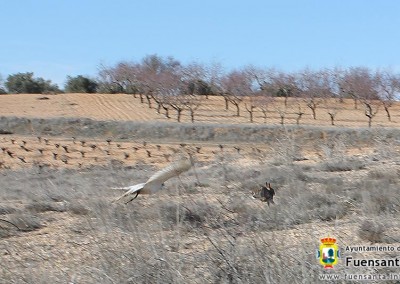 Congreso de Azorería ACCIPITRARIA