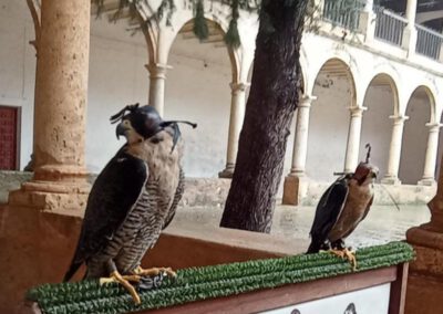 Exposición «Félix Rodríguez de la Fuente: Inicios de un Cetrero Naturalista»,